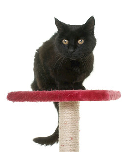 黑猫立于红色猫抓板上