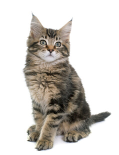 可爱虎斑小猫端坐