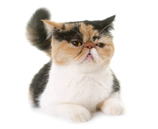 三色加菲猫可爱趴姿