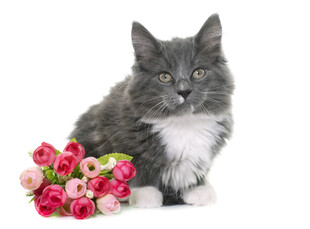 灰毛猫咪伴娇艳花束