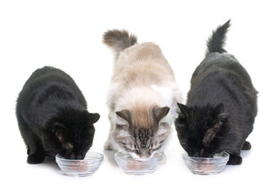 三只猫咪专注进食画面