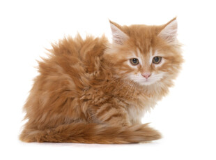 可爱橘色小猫乖巧坐姿