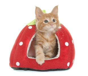 草莓造型猫窝中的可爱小猫