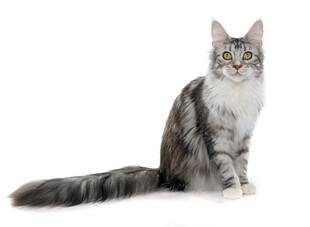 优雅长毛猫端坐