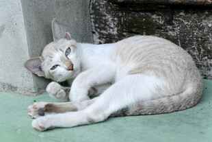 酣睡的猫咪