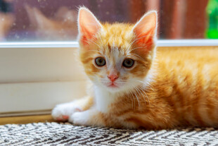 窗边橘色小猫可爱模样