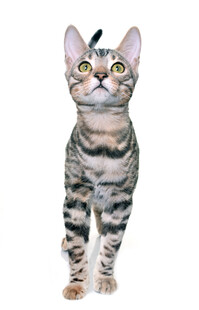 可爱斑纹猫咪抬头望