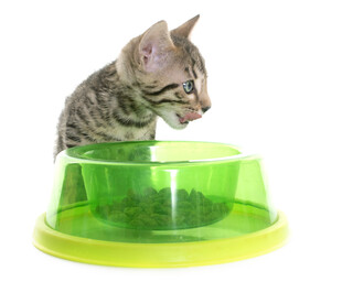 小猫趴在绿色宠物碗上