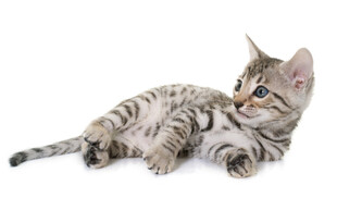 可爱斑纹小猫侧卧姿态