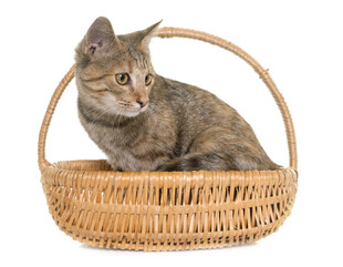 篮子里的猫咪
