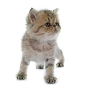 可爱小猫咪抬头张望