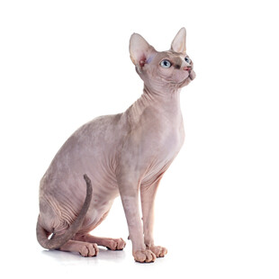 无毛猫端坐