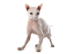 无毛猫站立特写