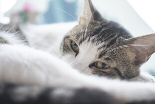 慵懒猫咪惬意躺卧