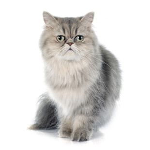 可爱长毛猫端坐