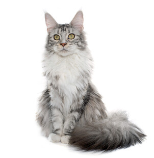 可爱长毛猫端坐
