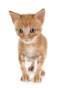 可爱小橘猫眼神灵动