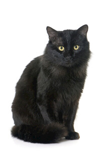 黑色猫咪端坐
