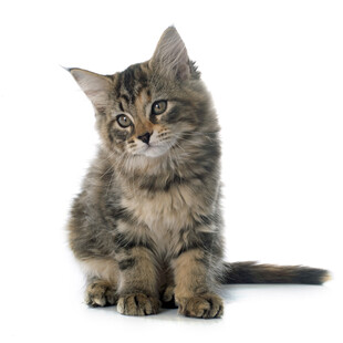 可爱小猫端坐