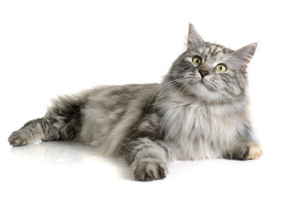 灰色长毛猫躺卧姿态