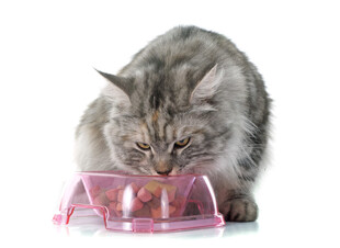 猫咪嗅探透明塑料容器