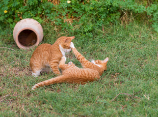 两只橘猫在草地上嬉戏