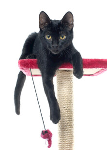 黑猫趴猫抓板玩逗猫绳