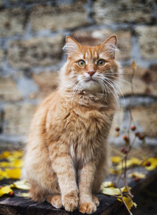 橘色长毛猫坐于石墙前