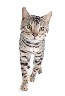 可爱条纹猫迈步瞬间