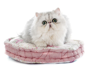 萌猫躺粉色猫窝