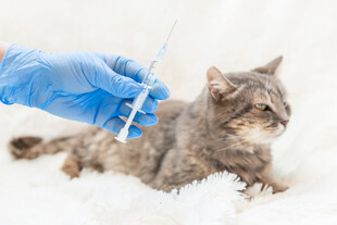 猫咪接受兽医注射