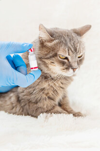 给猫咪注射疫苗的瞬间