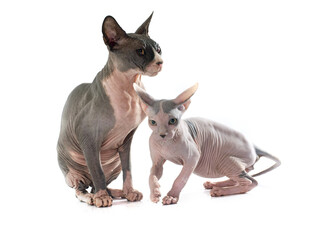无毛猫母子依偎画面