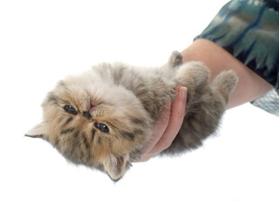 手托可爱长毛小猫咪