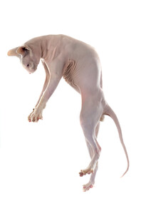 无毛猫跃起瞬间