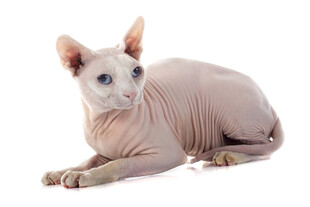 无毛猫侧卧姿态展示