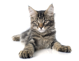 可爱缅因猫趴卧姿态