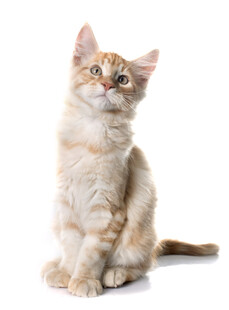 可爱橘猫抬头望
