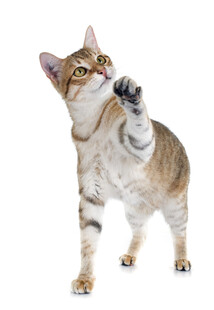 可爱猫咪站立伸爪