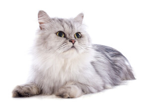 可爱长毛猫的优雅姿态
