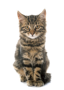 可爱条纹小猫端坐