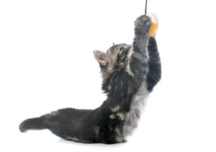 小猫跃起抓逗猫棒