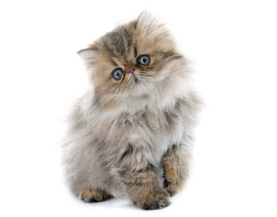 可爱长毛小猫乖巧模样