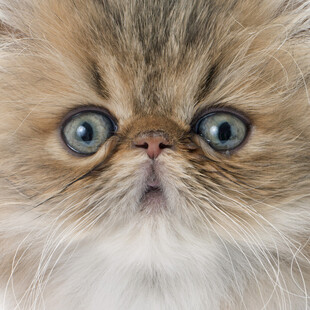 大眼萌猫