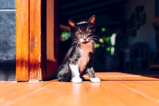 阳光下的可爱猫咪
