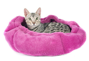 猫咪惬意躺粉色毛绒猫窝