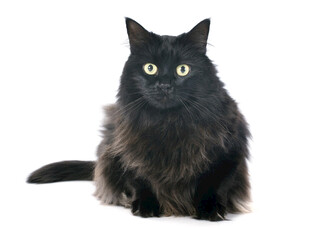 黑色长毛猫端坐