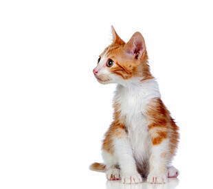 可爱橘白小猫侧坐