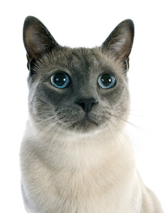 蓝眼暹罗猫特写