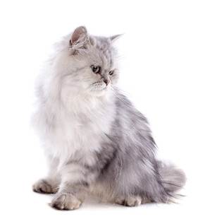 可爱长毛猫转头瞬间